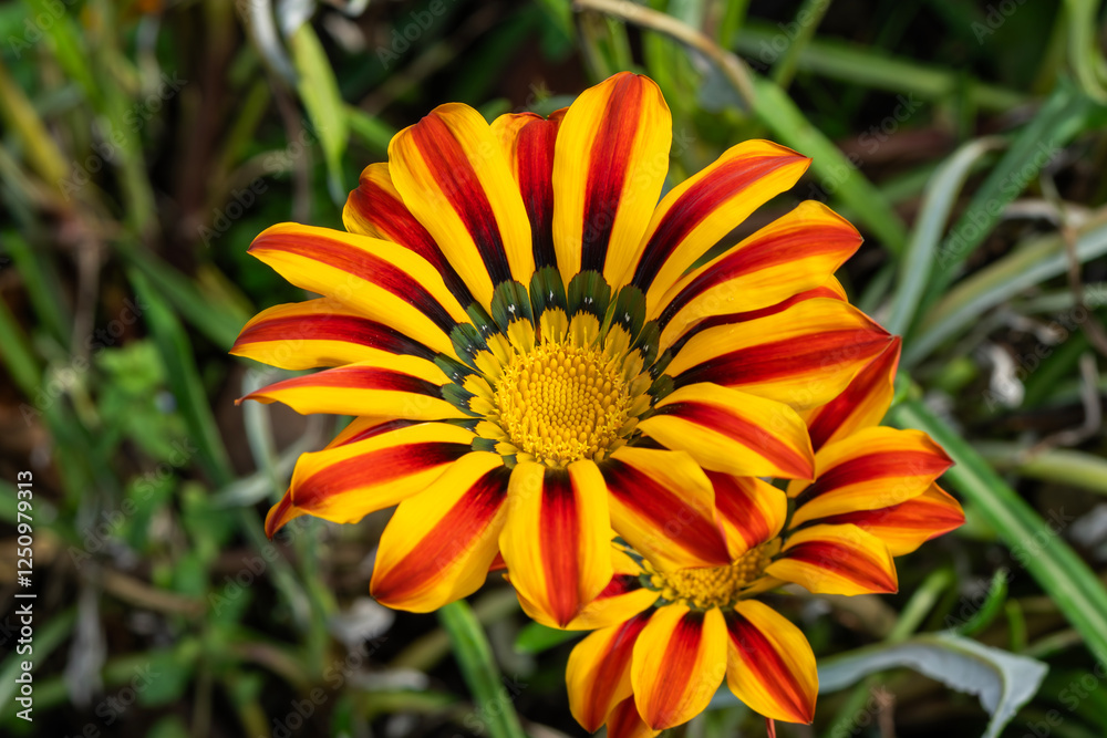 Gazania 'Sunshine' a summer annual flowering plant with an orange yellow summertime flower commonly known as treasure flower, gardening stock photo image Gazania 'Sunshine' a summer annual flowering plant with an orange yellow summertime flower commonly known as treasure flower, gardening stock photo image