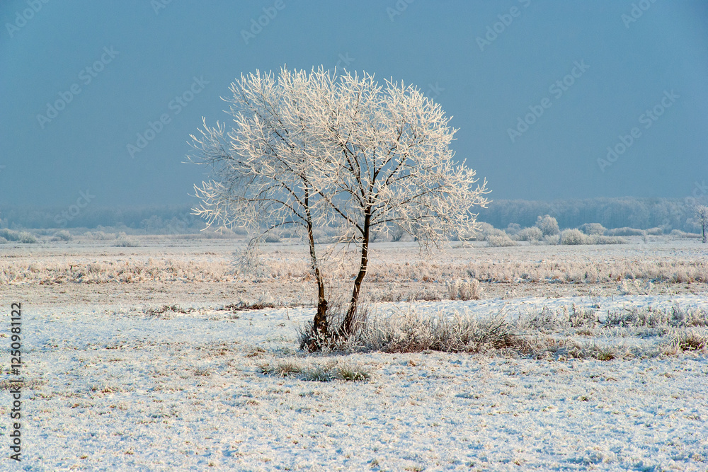 Piękno śnieznej i mroznej zimy w Dolinie Narwi i Biebrzy - Podlasie, Polska