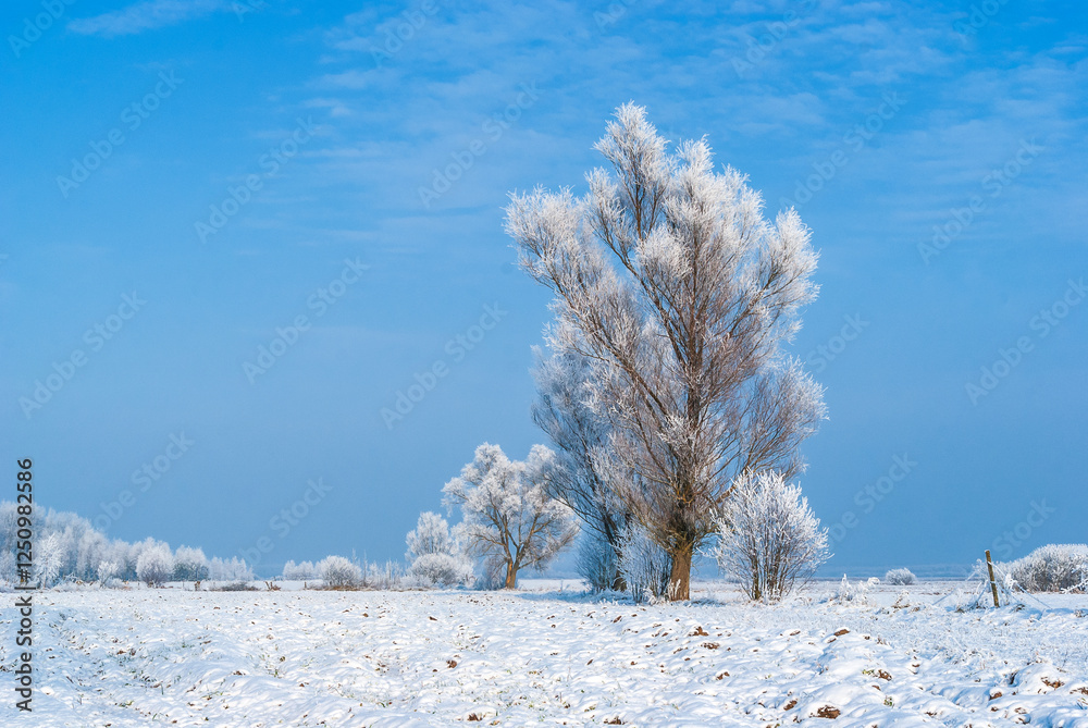 Piękno śnieznej i mroznej zimy w Dolinie Narwi i Biebrzy - Podlasie, Polska