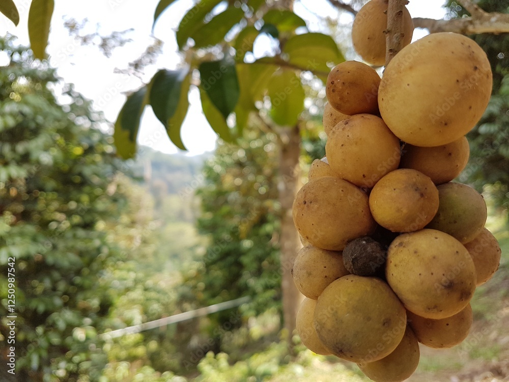 fruit on tree fruit on tree