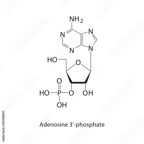 Allyl butanoate skeletal structure.Ester compound schematic illustration. Simple diagram, chemical structure. photo