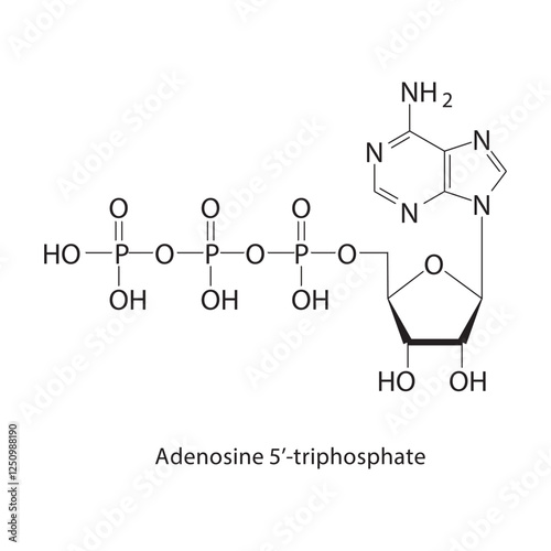 Allyl carbamate skeletal structure.Carbamate compound schematic illustration. Simple diagram, chemical structure.