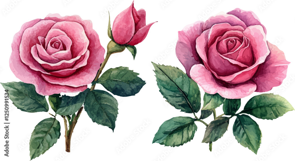 Fototapeta premium pink rose on white background