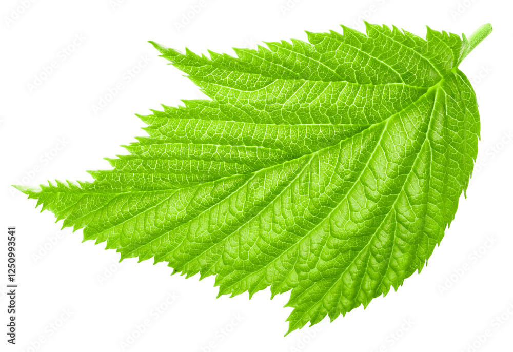 Raspberry leaf isolated on white background Raspberry leaf isolated on white background