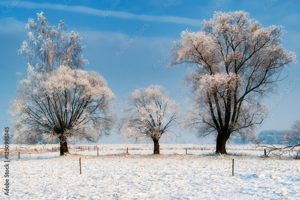 Piękno śnieznej i mroznej zimy w Dolinie Narwi i Biebrzy - Podlasie, Polska