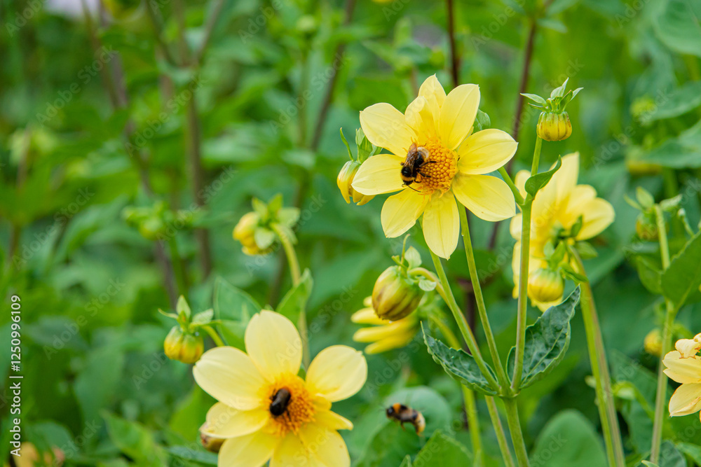 Vibrant Yellow Flowers Bloom in a Lush Garden While Bees Busily Collect Nectar on a Warm Spring Day Vibrant Yellow Flowers Bloom in a Lush Garden While Bees Busily Collect Nectar on a Warm Spring Day