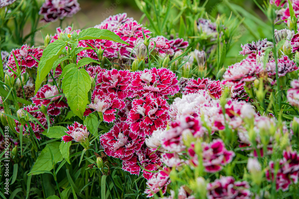Obraz premium Beautiful Display of Vibrant Red and White Flowers Blooming in a Sunny Garden Showcasing Nature's Colors and Diversity During Springtime