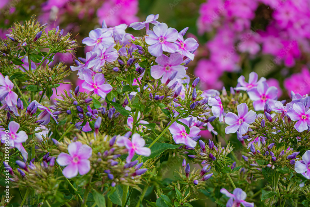 Vibrant Display of Phlox Flowers Blooming in a Lush Garden During the Warm Spring Season, Showcasing Nature's Colorful Artistry and Fragrant Beauty Vibrant Display of Phlox Flowers Blooming in a Lush Garden During the Warm Spring Season, Showcasing Nature's Colorful Artistry and Fragrant Beauty