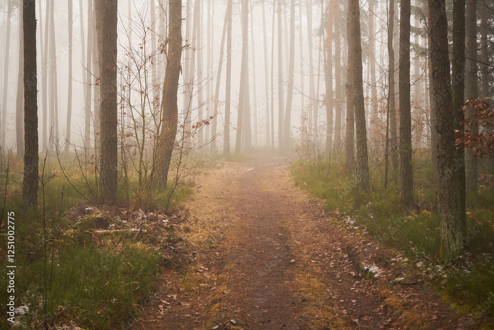 Fototapeta premium leśna droga,mgła 