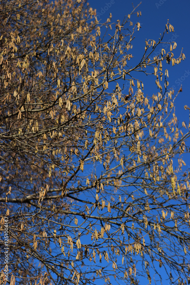 Yellow male flowers of a common hazel tree against blue sky on winter. Corylus avellana tree in bloom Yellow male flowers of a common hazel tree against blue sky on winter. Corylus avellana tree in bloom