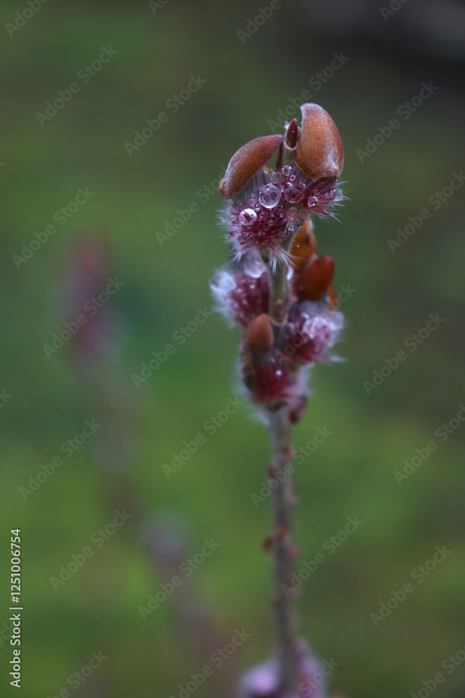 Close-up of blooming Japanese Willow pink flowers covered by raindrops. Salix gracilistyla 'Mt. Aso' on early springtime Close-up of blooming Japanese Willow pink flowers covered by raindrops. Salix gracilistyla 'Mt. Aso' on early springtime