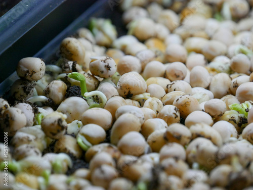 Pea shoots growing on a tray. Sprouts from yellow peas. Germinating.