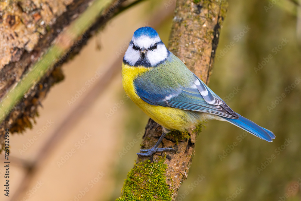 Blaumeise (blue tit) im Herbst, Winter auf einem Ast / Vogel