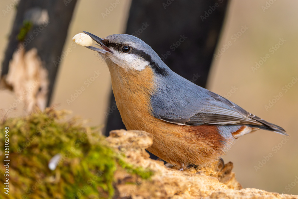 Naklejka premium Kleiber im Herbst/Winter mit einer Nuss im Schnabel auf einem Ast / Vogel