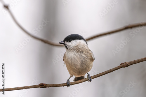 Sumpfmeise im Herbst/Winter auf einem Ast / Vogel photo