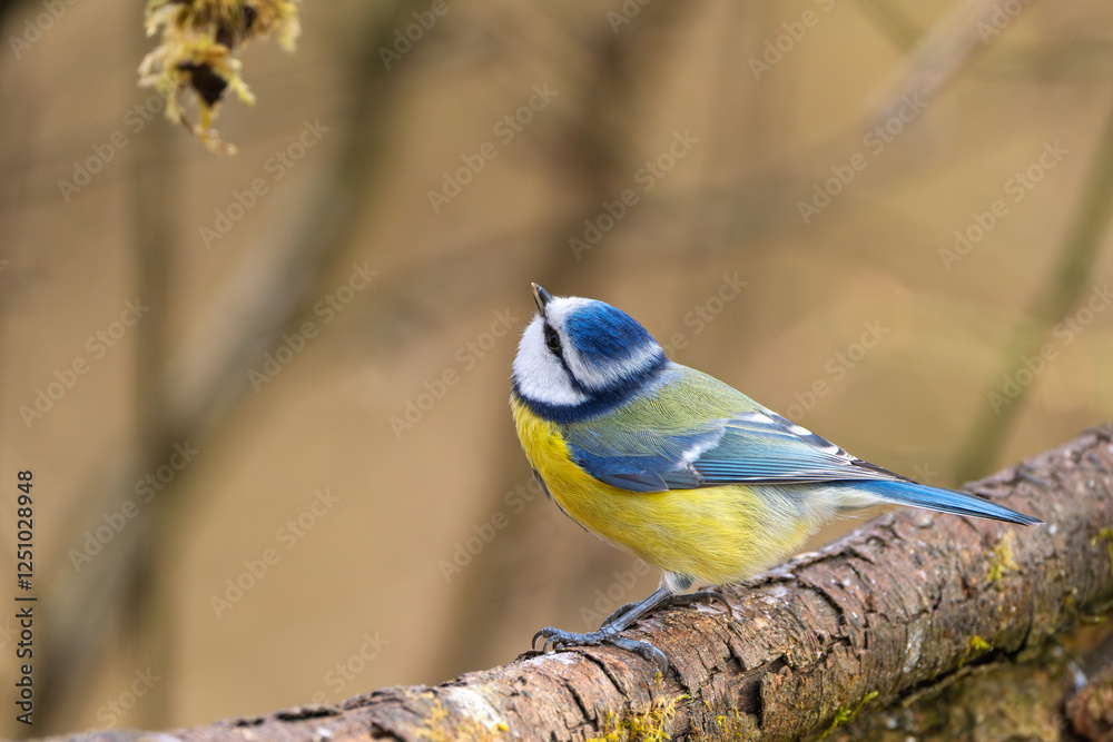 Blaumeise (blue tit) im Herbst, Winter auf einem Ast / Vogel