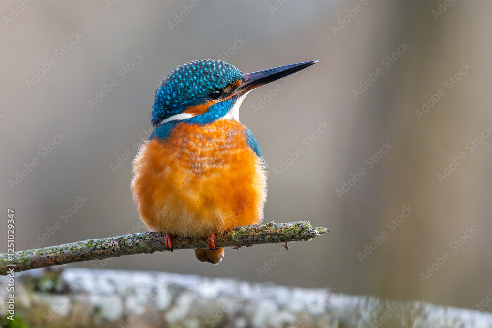 Eisvogel im Herbst, Winter auf einem Ast / Vogel / Kingfisher