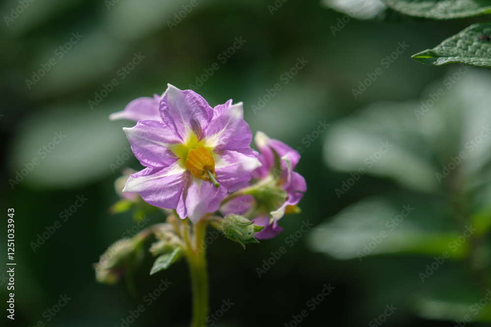 Potato in bloom. Pink potato flowers bloom in a farmer's field. Selective focus Potato in bloom. Pink potato flowers bloom in a farmer's field. Selective focus