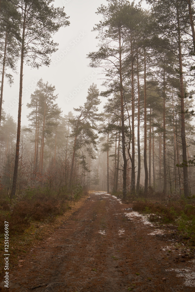 Fototapeta premium leśna droga,mgła 