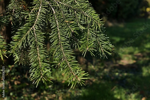 Autumn branch of coniferous tree Douglas Fir, also called  Douglas Spruce or Oregon Pine, latin name Pseudotsuga Menziesii, sunlit by afternoon sunshine. 