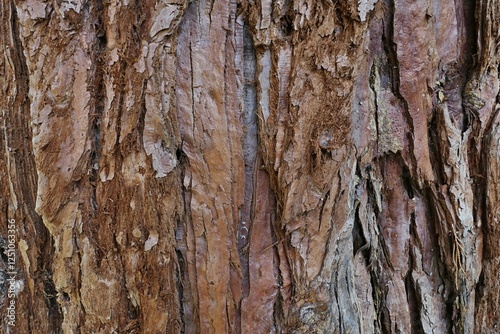  Trunk surface texture of worlds largest coniferous tree Giant Sequoia, also called Giant Redwood, latin name Sequoiadendron Giganteum.