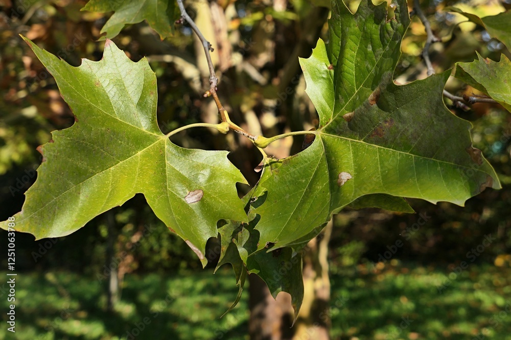 Slightly yellowing green autumn leaves of a tree of Platanus genus, possibly Platanus Hispanica, sunlit by afternoon daylight sunshine. 