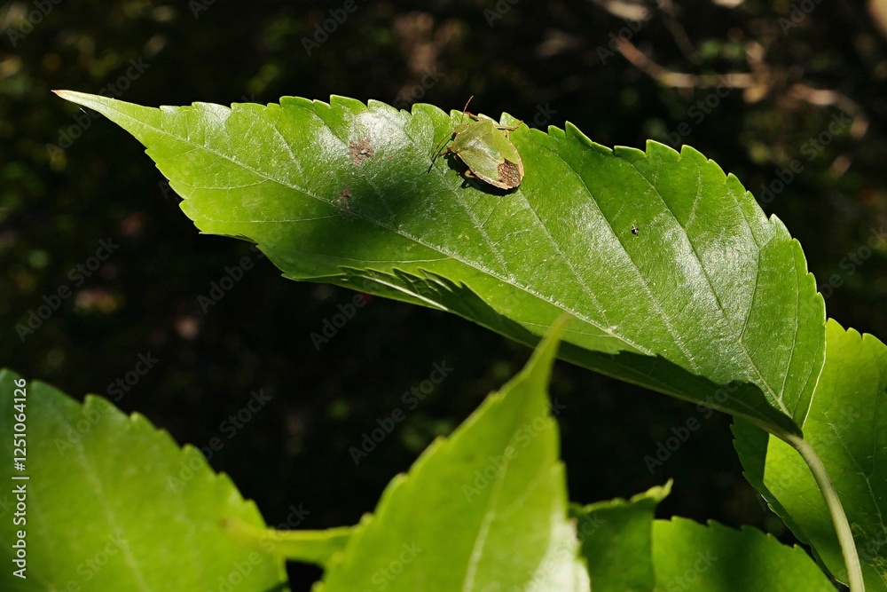 Green Shield Bug, latin name Palomena Prasina, from Heteroptera suborder, sittin on leaf of Morus Indica plant from Mulberry family, sunlit by autumn afternoon sunshine. Green Shield Bug, latin name Palomena Prasina, from Heteroptera suborder, sittin on leaf of Morus Indica plant from Mulberry family, sunlit by autumn afternoon sunshine.