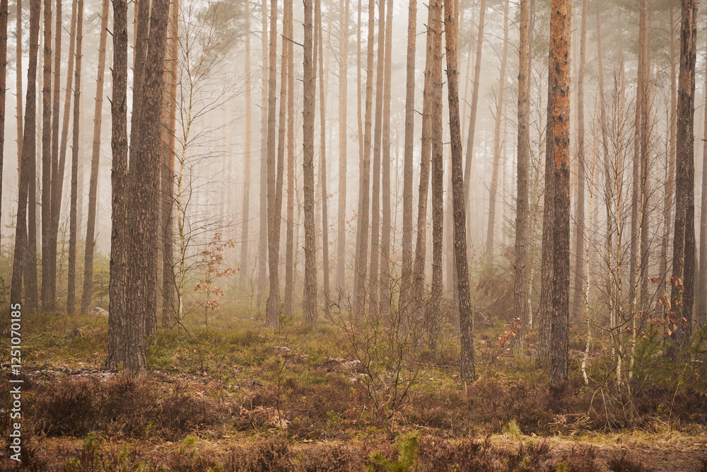Obraz premium las,mgła