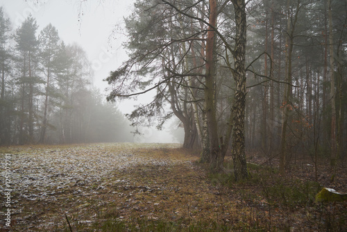 Fototapeta Naklejka Na Ścianę i Meble -  łąka,drzewa,mgła 