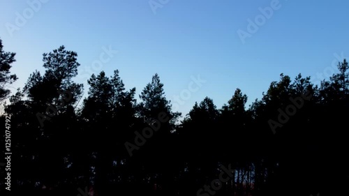 drone slide shot of trees with a blue sky in the backround