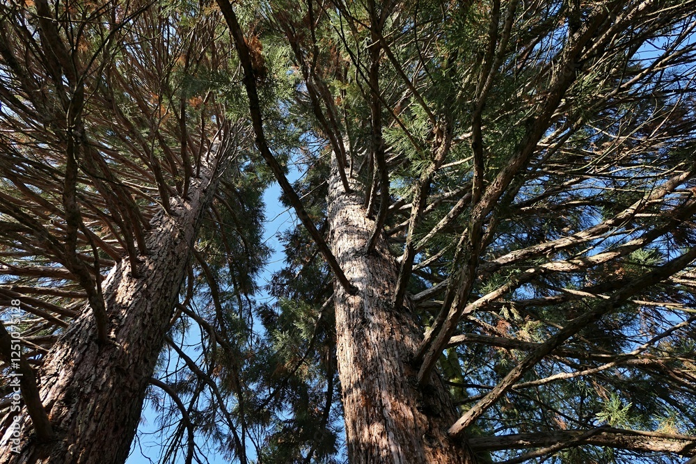 Fototapeta premium Upward view of two massive trunks of Giant Redwood trees, also called Giant Sequoia, latin name Giant Redwood trees, also called Giant Sequoia, latin name Sequoiadendron giganteum. 