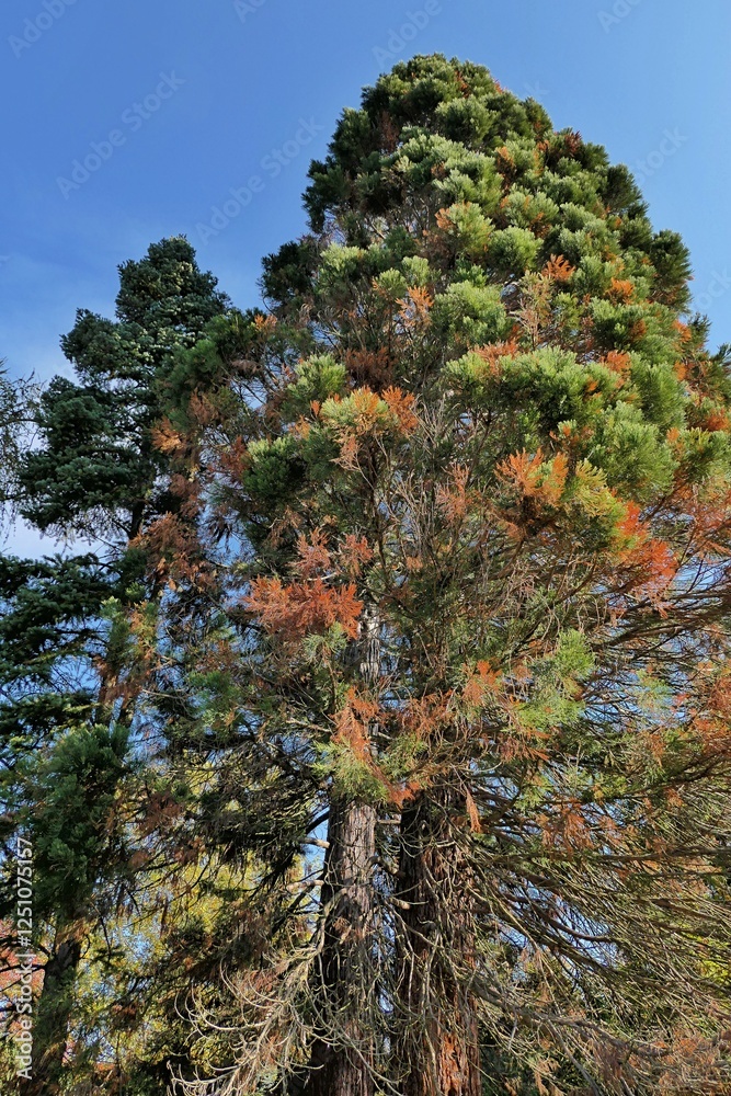 Φωτογραφία Autumn Giant Redwood trees, also called Giant Sequoia, latin name Sequoiadendron giganteum, growing in center among other coniferous and broadleaf trees