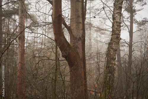 Fototapeta Naklejka Na Ścianę i Meble -  las,drzewa,mgła 