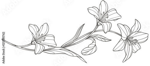 Sketch Floral Botany Collection. flower drawings. Black and white with line art on white backgrounds. Hand Drawn Botanical Illustrations. Vector eps