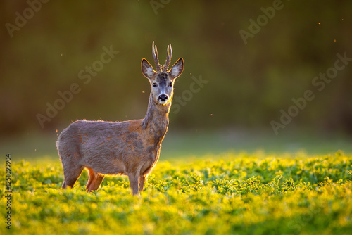 Roebuck - buck (Capreolus capreolus) Roe deer - goat