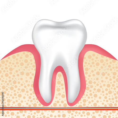 Vector image of a tooth. Anatomy of a tooth close-up. Concept of studying the structure of a human tooth. Medical illustration for scientific articles, etc. Element for your design