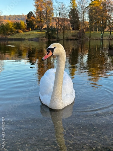 Fototapeta Naklejka Na Ścianę i Meble -  A graceful swan gliding on a tranquil lake