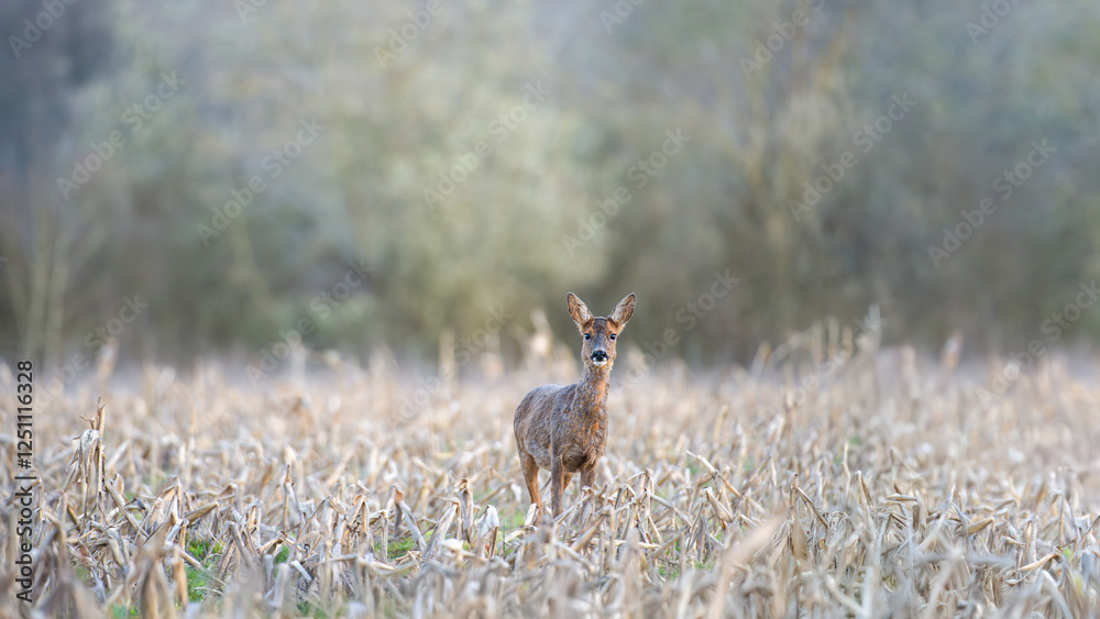 Roe deer doe in moult on the lookout among the corn stubble in a field. Capreolus capreolus, zea mays, Sologne, Loiret 45, région Centre-Val-de-Loire, France, European Union, Europe Roe deer doe in moult on the lookout among the corn stubble in a field. Capreolus capreolus, zea mays, Sologne, Loiret 45, région Centre-Val-de-Loire, France, European Union, Europe