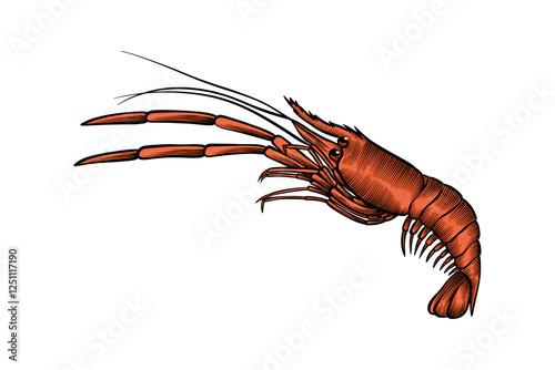 hand drawn prawn illustration in engraving style