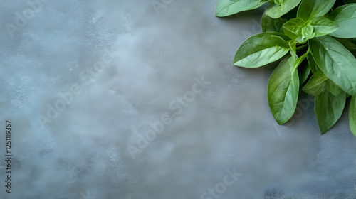 Fresh basil leaves on gray textured background, food photography, culinary use photo