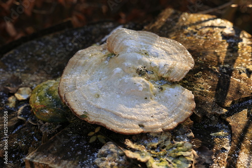 Baumpilz auf einem alten zerfallenen Baum photo