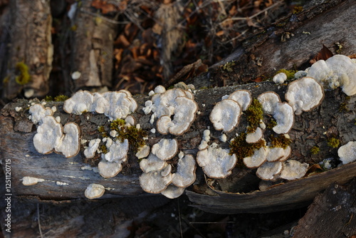 Baumpilz auf einem alten zerfallenen Baum photo