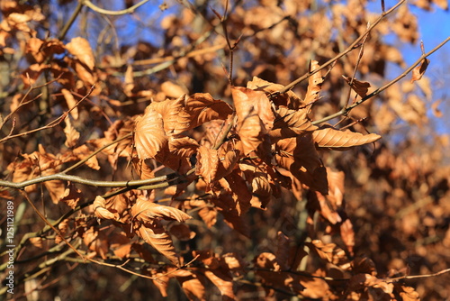 Braune Blätter von einer Buche glänzen in der Sonne photo