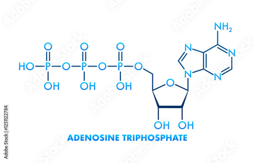 Adenosine Triphosphate Molecule Structure Showing Atoms and Bonds