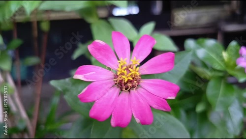 beautiful blooming pink flowers swaying in the wind