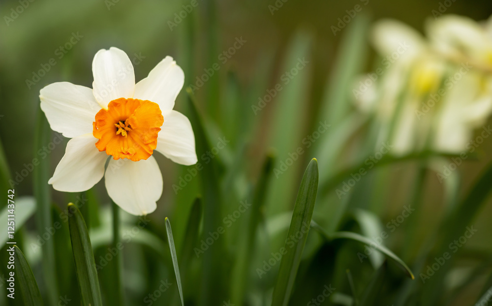 Blooming daffodil flower head. Spring forward, springtime, easter background. Blooming daffodil flower head. Spring forward, springtime, easter background.