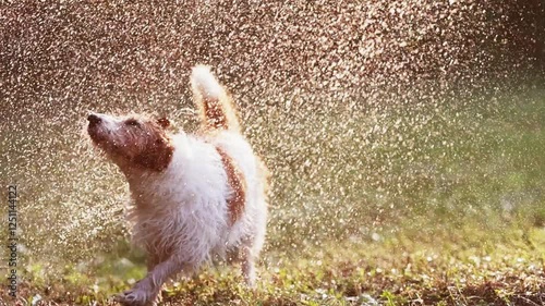 Happy excited wet dog playing with fresh splashing water and shaking it off in the grass