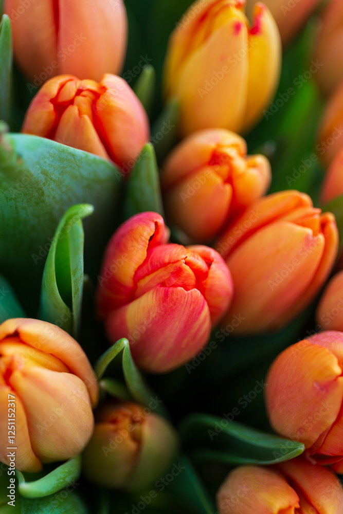 Tulips