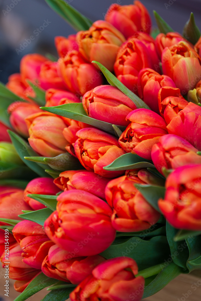 Tulips Tulips