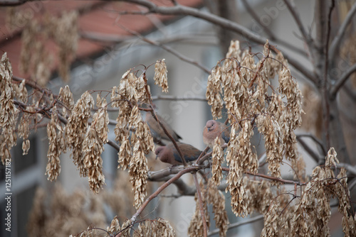 Tree top with dried leaves and doves sitting in tree photo